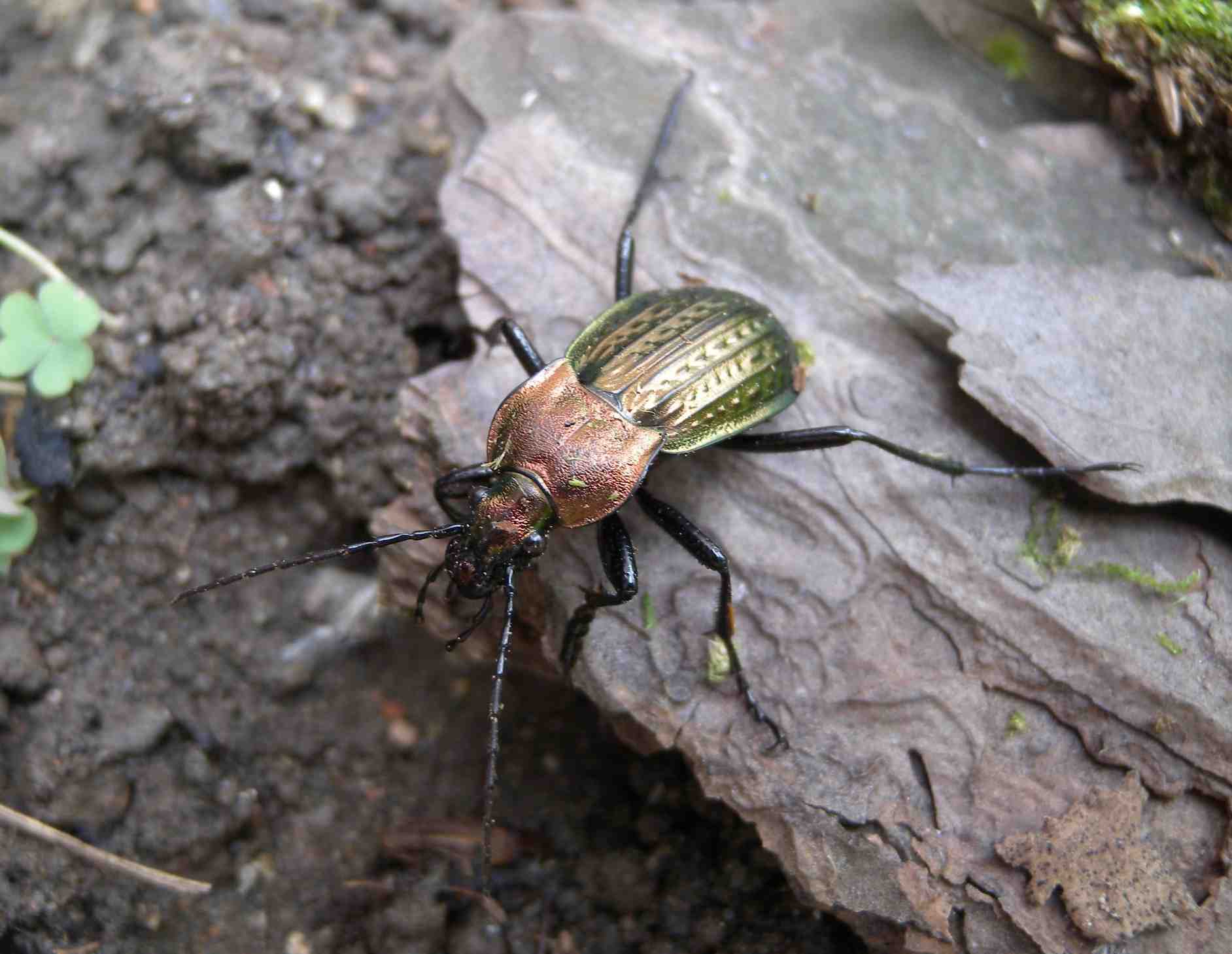 Carabus cancellatus